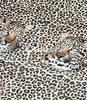 Коллекция Leopard